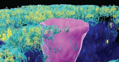 Несподівана "риб'яча" клітина, знайдена в легенях людини, може бути ключем до муковісцидозу