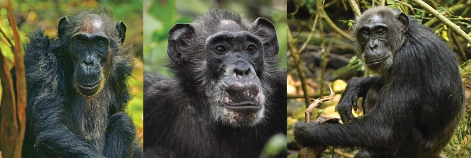 Дикі шимпанзе переживають менопаузу, - дослідження