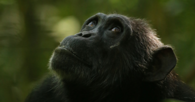 Дикі шимпанзе переживають менопаузу, - дослідження