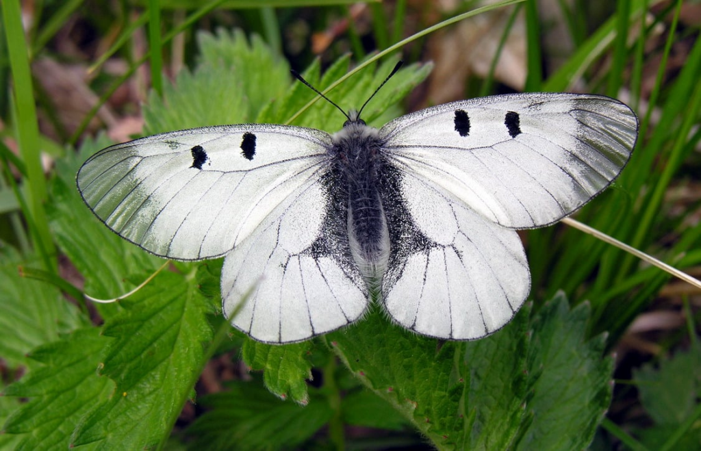 Дослідники дізналися, від чого залежить розмір "пояса вірності" у метеликів