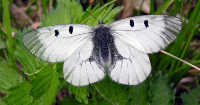 Дослідники дізналися, від чого залежить розмір "пояса вірності" у метеликів
