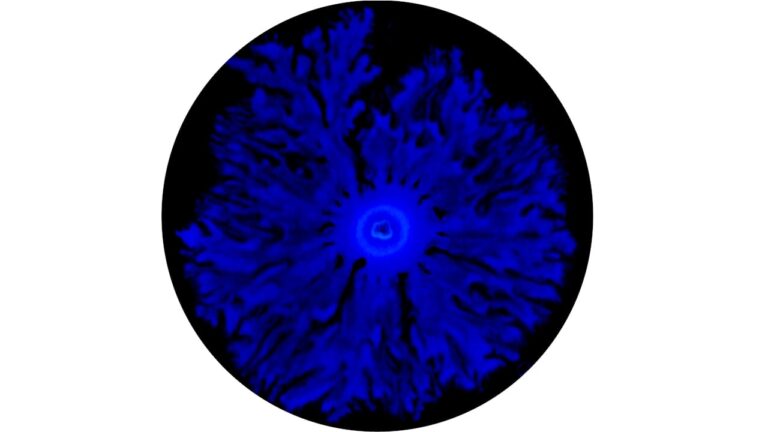 Кишкові палички продемонстрували пам'ять поколінь