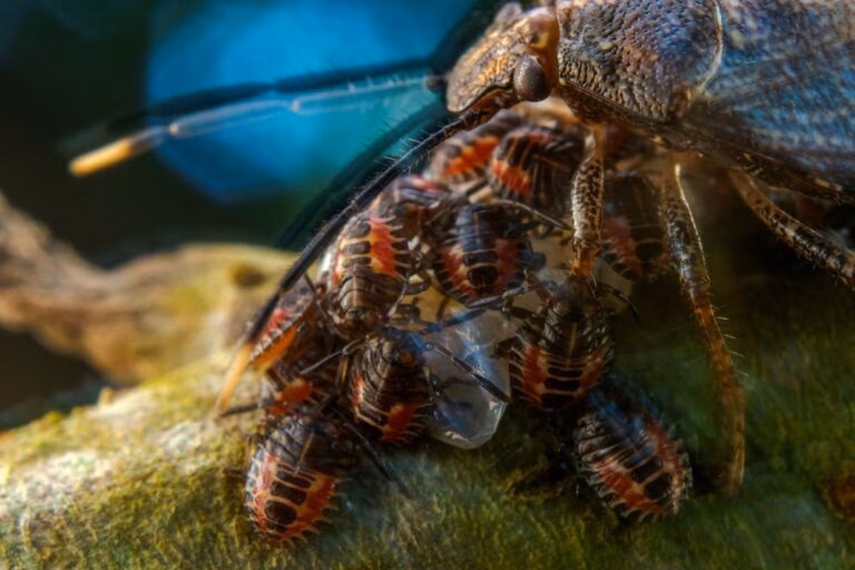 Між красою, унікальністю і вразливістю. Світлини дикої природи конкурсу European Wildlife Photographer of the Year