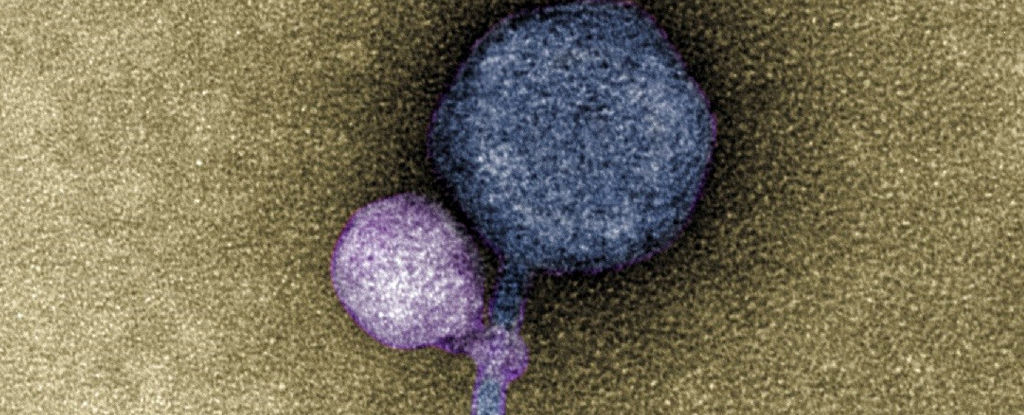 Віруси "кусають" інші віруси, наче крихітні вампіри