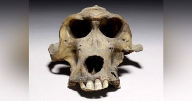 Таємниця муміфікованих бабуїнів, знайдених в Єгипті, може нарешті бути розгадана