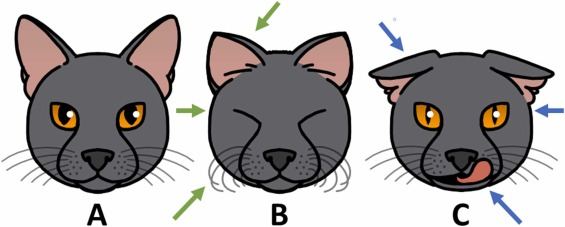 Коти мають сотні різних виразів обличчя, про які ми ніколи не знали