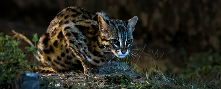 Секрети еволюції котів нарешті розкрито