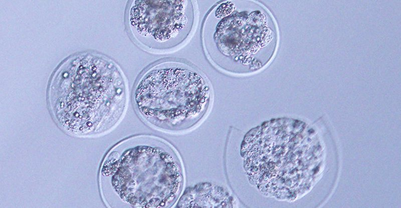 Мишачі ембріони вперше в історії виростили у космосі
