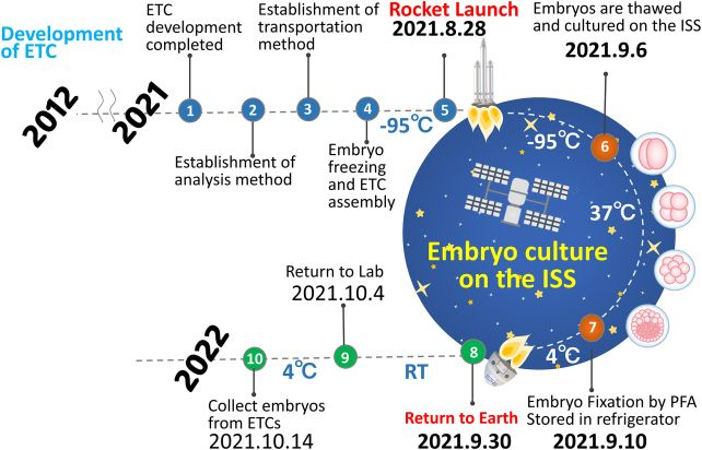 Мишачі ембріони вперше в історії виростили у космосі