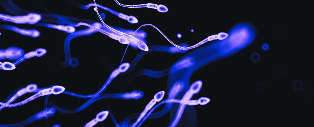 50 років даних пов'язують інсектициди з глобальним зниженням кількості людських сперматозоїдів