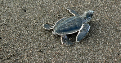 У світі закінчуються самці морських черепах
