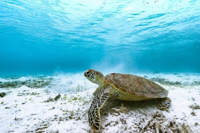 У світі закінчуються самці морських черепах