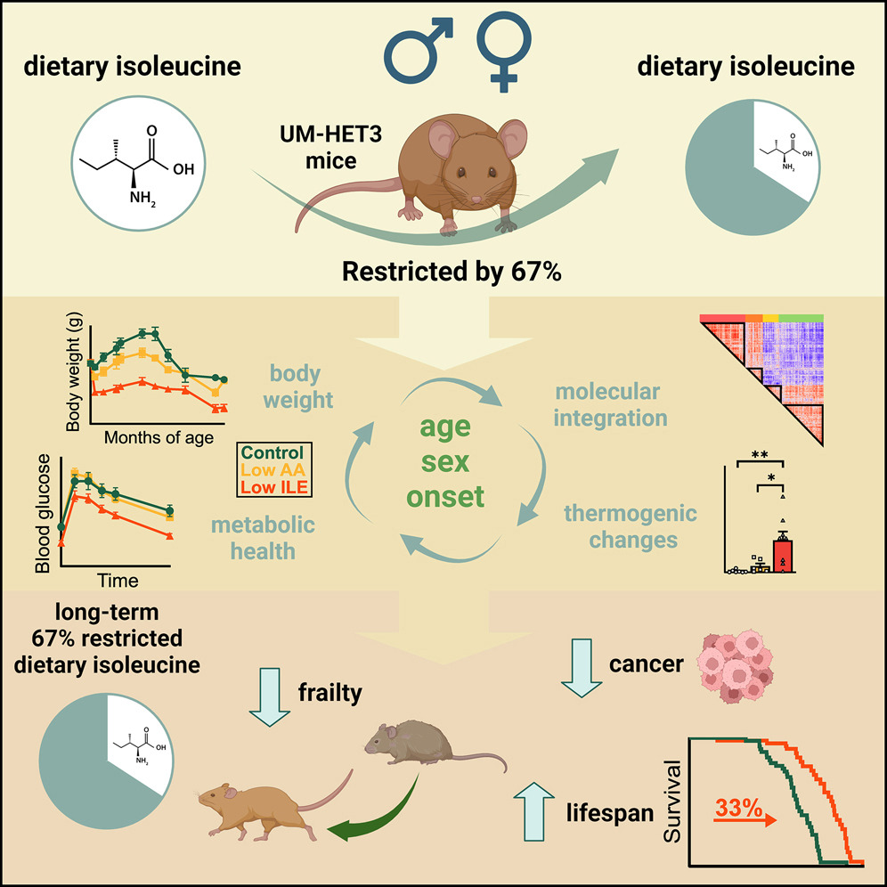 Скорочення споживання однієї амінокислоти збільшує тривалість життя мишей середнього віку на 33