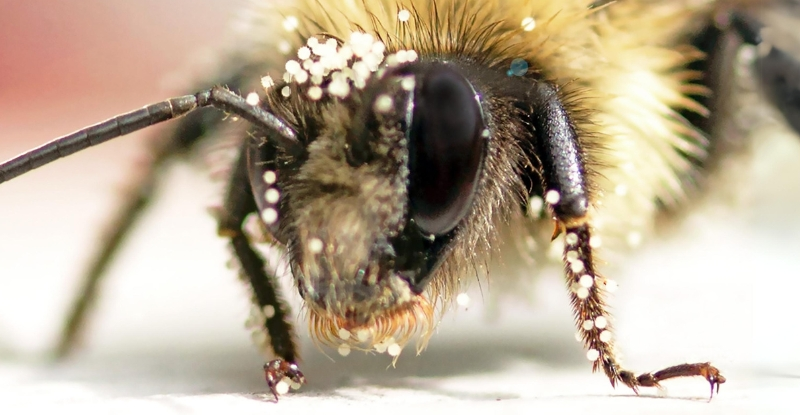 Медоносні бджоли надмірно страждають у вуликах, створених людиною, - дослідження