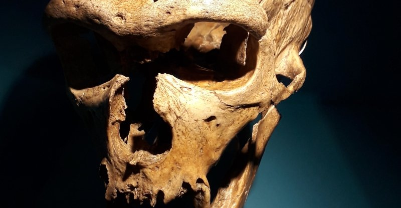 Важливе відкриття показало, що неандертальці могли виробляти мову, подібну до людської
