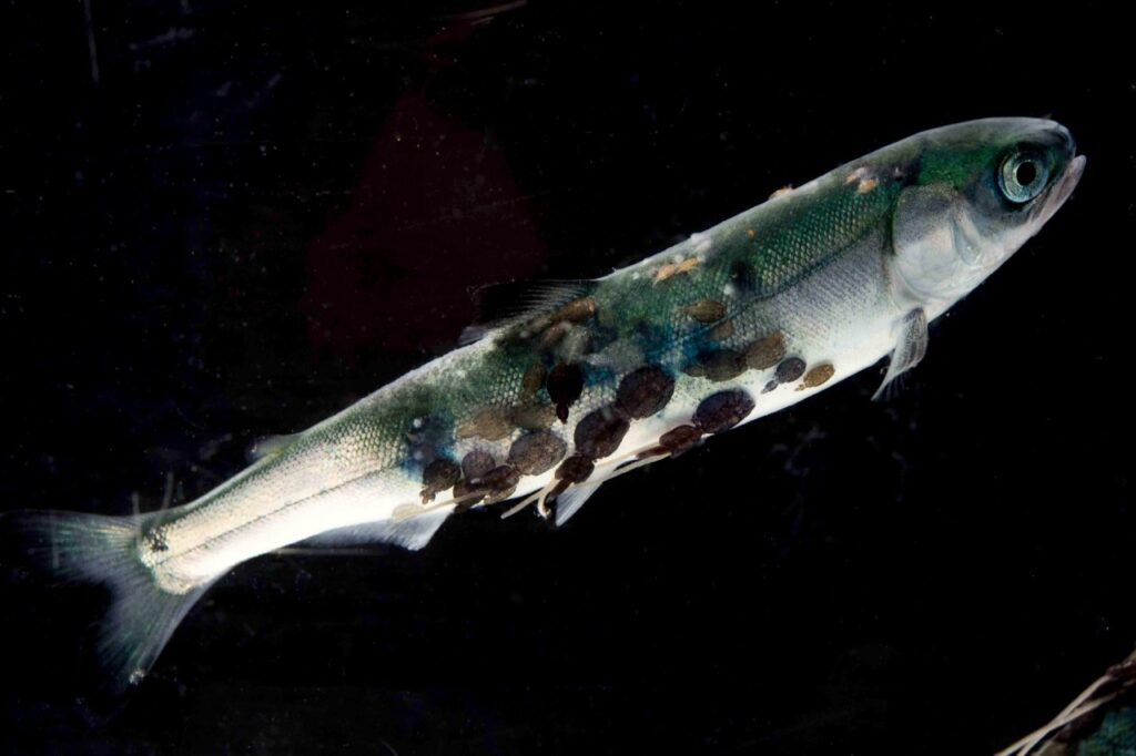 Lepeophtheirus salmonis, або лососева воша, вид веслоногих рачків / © Tavish Campbell
