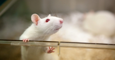 Миші вперше впізнали себе в дзеркалі, після чого біологи відключили їм це вміння