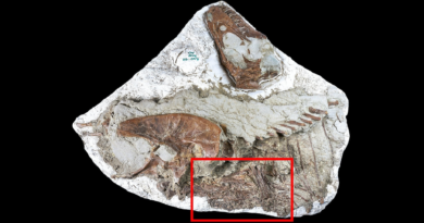 Уперше виявлено дитинча тиранозавра з їжею в шлунку