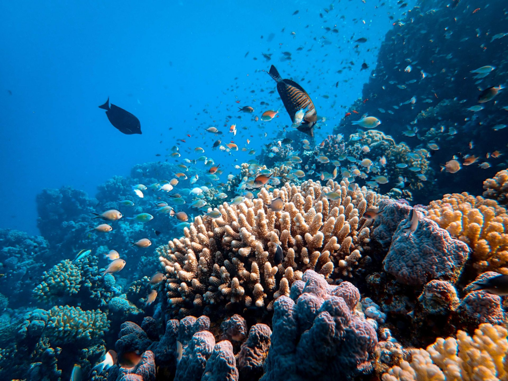 Послід морських птахів допоміг коралам вижити
