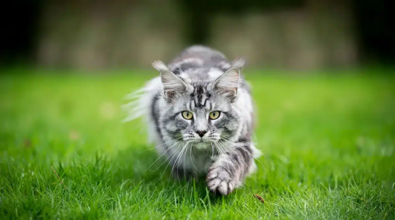 Екологи підрахували, скільком видам загрожують кішки