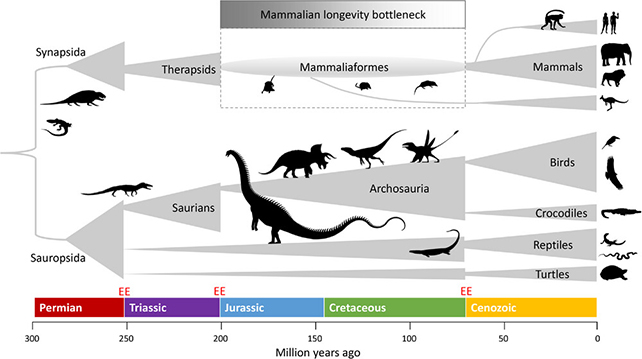Динозаври можуть бути причиною того, що ми не живемо до 200 років