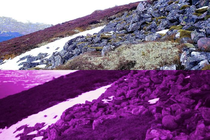 Північні олені навчилися бачити ультрафіолет, щоб знаходити лишайники взимку