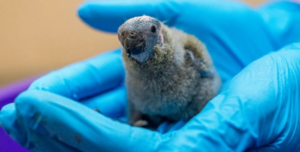 У британському зоопарку на світ з'явилися дуже рідкісні папуги