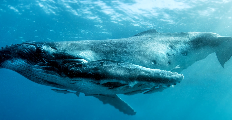 Вперше у світі вчені змогли встановити зв'язок з китами