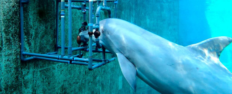 Дельфіни виявляють таємниче приховане чуття: Вони можуть виявляти електричні поля