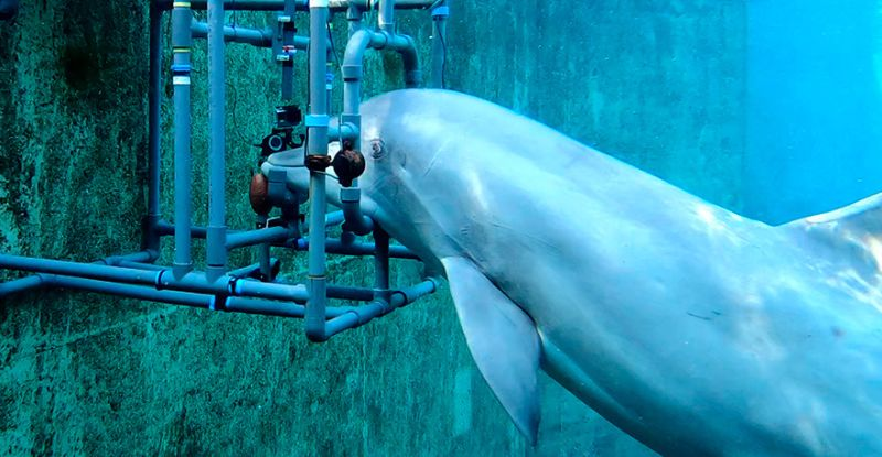 Дельфіни виявляють таємниче приховане чуття: Вони можуть виявляти електричні поля