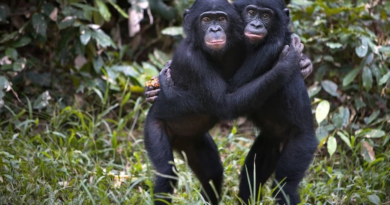 Шимпанзе пам'ятають знайомих родичів десятиліттями