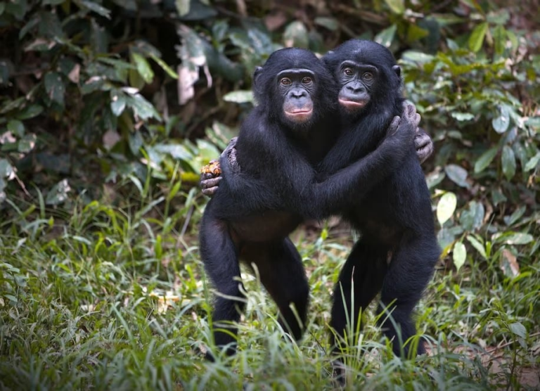 Шимпанзе пам'ятають знайомих родичів десятиліттями
