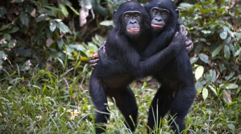 Шимпанзе пам'ятають знайомих родичів десятиліттями