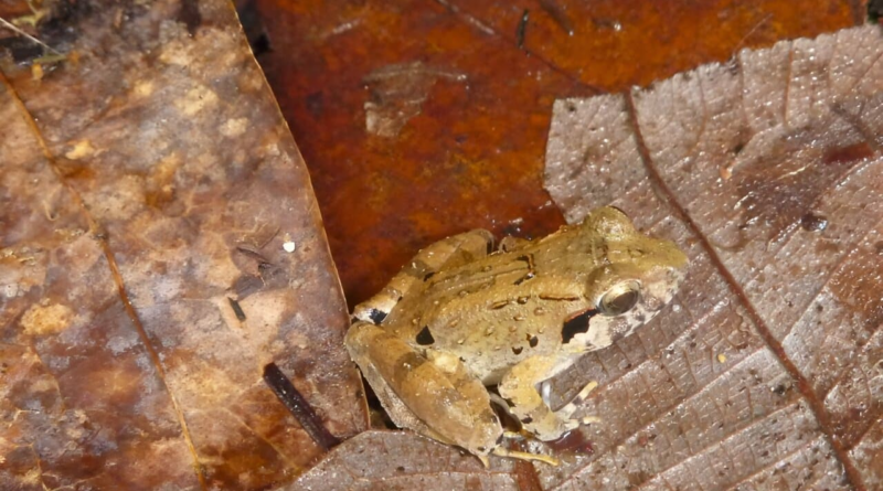 Учені знайшли найменших ікластих жаб