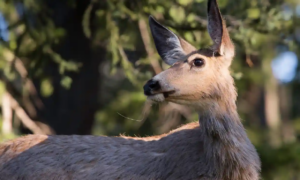 У США "зомбі-вірус", що вражає оленів, може перейти на людей