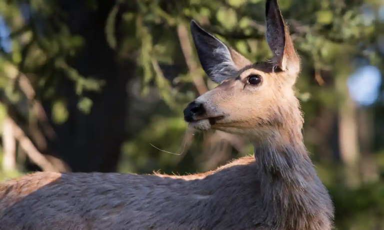 У США "зомбі-вірус", що вражає оленів, може перейти на людей
