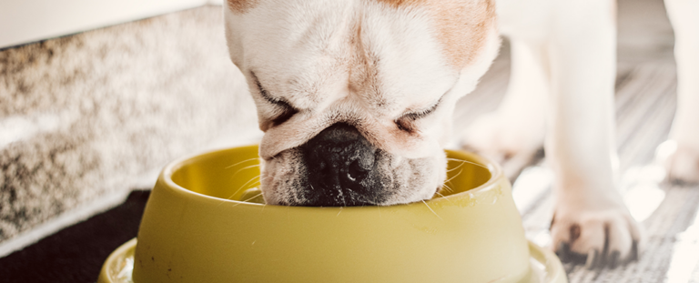 Годування собаки сирим м'ясом може призвести до поширення небезпечного штаму бактерій