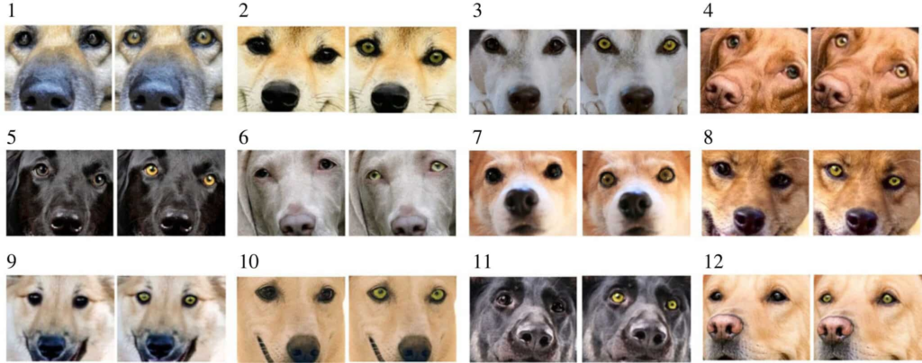 Зоологи з'ясували, чому у більшості собак темні очі
