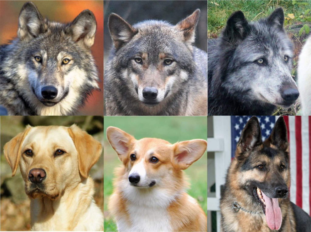 Зоологи з'ясували, чому у більшості собак темні очі