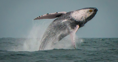 Вусаті кити стали гігантами в Південній, а не в Північній півкулі