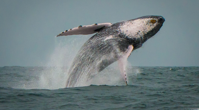 Вусаті кити стали гігантами в Південній, а не в Північній півкулі