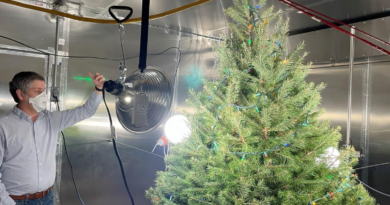 Експеримент показав, як живі новорічні дерева впливають на склад повітря в кімнаті