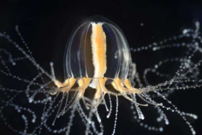 Біологи дізналися, як медузи відновлюють свої щупальця в рекордні терміни