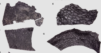 Знайдена найдавніша у світі скам'яніла шкіра