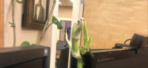 В Мережі показали монітор, через який проросла рослина