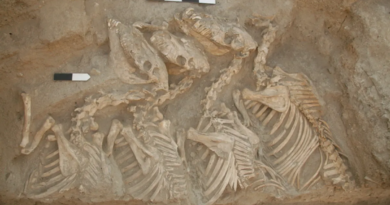 Перші гібриди тварин були створені стародавніми месопотамцями 4 500 років тому