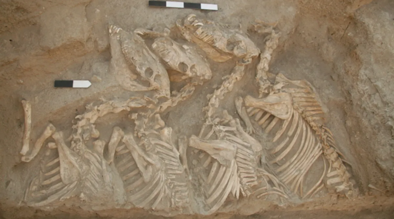 Перші гібриди тварин були створені стародавніми месопотамцями 4 500 років тому