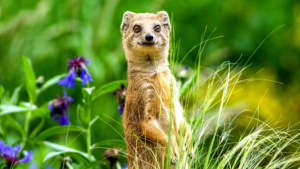 Чому тварини мають різну форму зіниць?