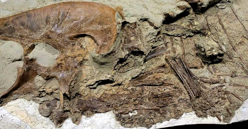 У шлунку стародавнього тиранозавра дослідники знайшли залишки його жертв