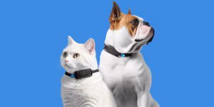 Invoxia представила фітнес-трекер для собак і котів - він стежить за диханням і серцем